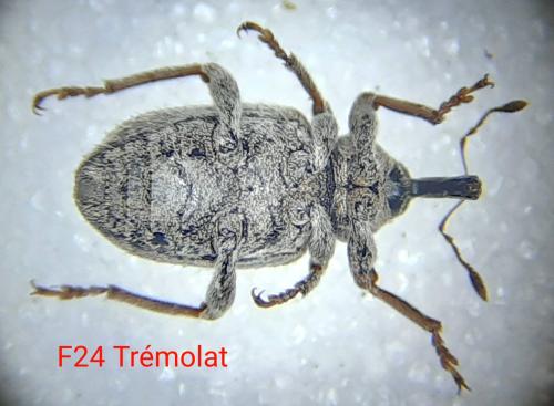Réf. 303 306 : Hypera maculipennis